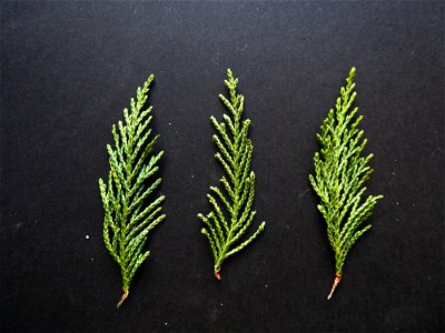 Cupressus macrocarpa Hartw., 1847