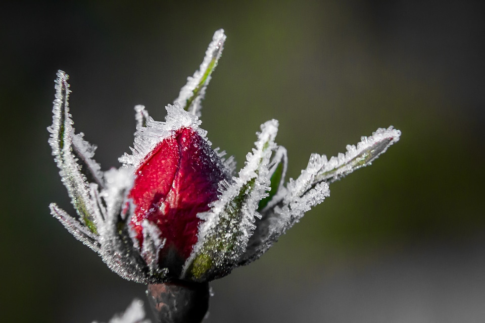Snø enkelt blomst frosset
