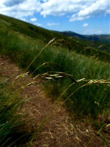 Festuca eskia Ramond ex DC., 1805