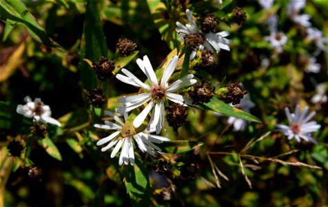 Symphyotrichum salignum photo