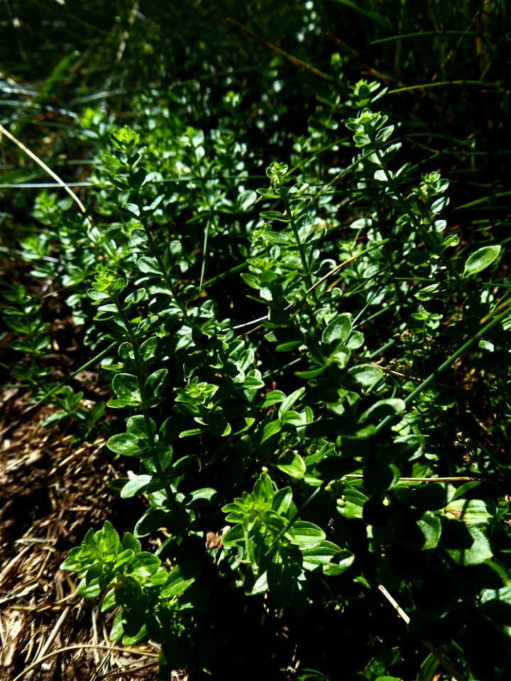 Cruciata glabra (L.) Ehrend., 1958