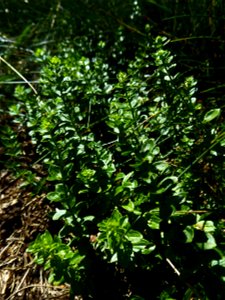 Cruciata glabra (L.) Ehrend., 1958