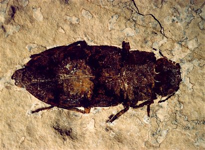 unknown species (Family Buprestidae)