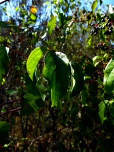 Cornus sanguinea L., 1753