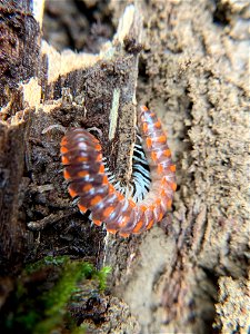 Leach’s Millipede (Euryurus leachii)