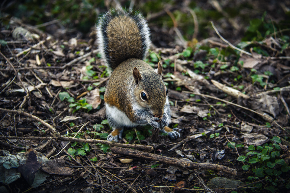 squirrel