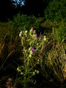 Cirsium eriophorum (L.) Scop., 1772