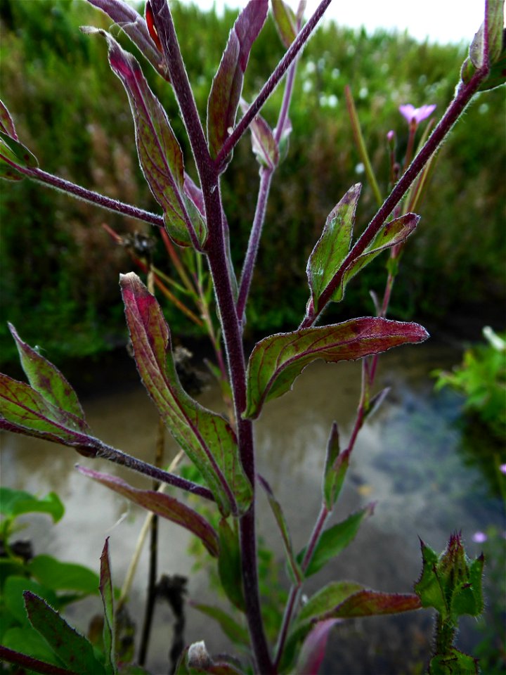 Epilobium parviflorum Schreb., 1771