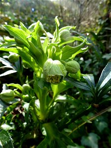 Helleborus foetidus L., 1753