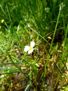 Baldellia ranunculoides (L.) Parl., 1854