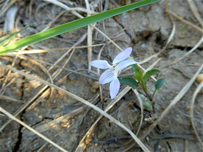 Viola lactea Sm., 1798