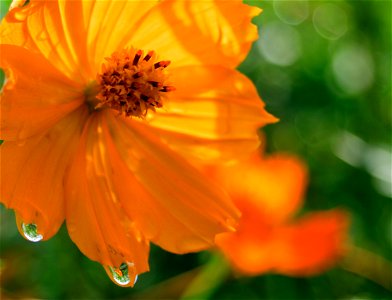 Portrait of drops