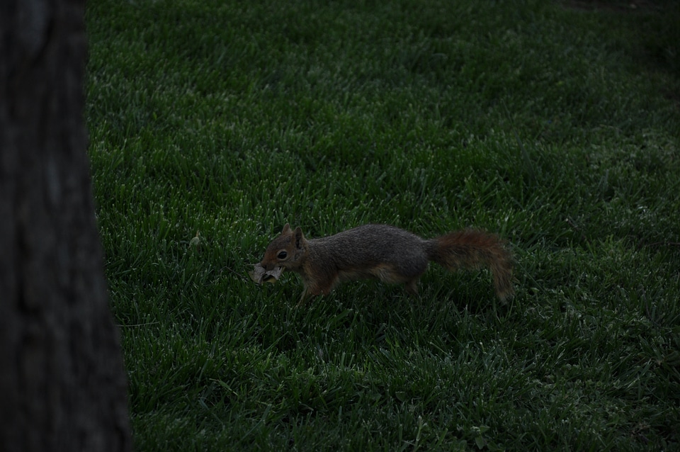 Squirrel with tree photo