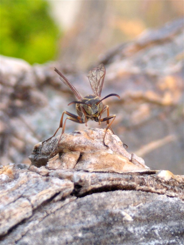 Yellowjacket photo