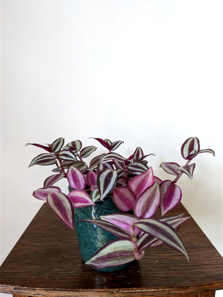 Tradescantia zebrina