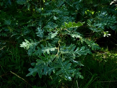 Quercus pyrenaica Willd., 1805