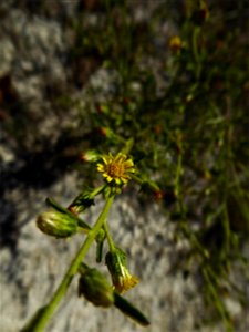 Dittrichia graveolens (L.) Greuter, 1973