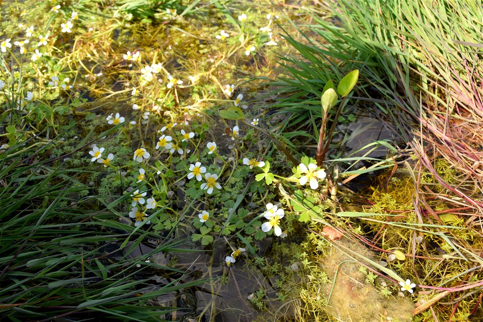Ranunculus peltatus subsp. baudotii (Godr.) Meikle ex C.D.K.Cook, 1984
