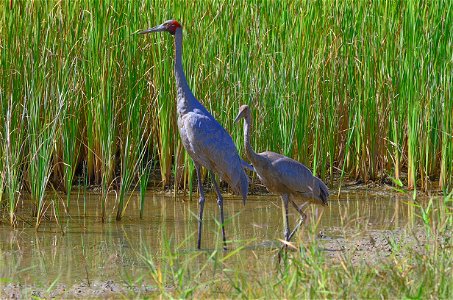 Brolga