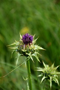 Silybum marianum (L.) Gaertn., 1791