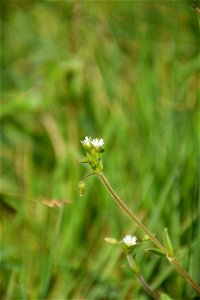 Cerastium glomeratum Thuill., 1799