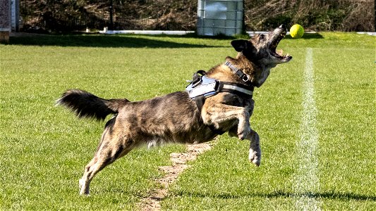 The Dog (Airbourne) photo