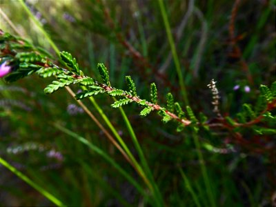 Calluna vulgaris (L.) Hull, 1808
