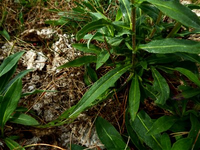 Inula britannica L., 1753