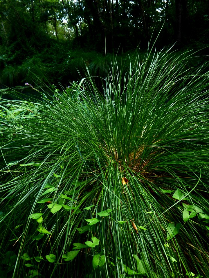 Carex paniculata L., 1755