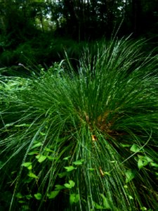 Carex paniculata L., 1755