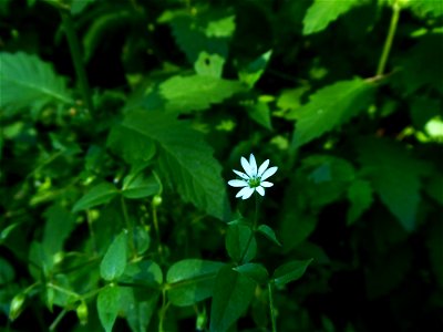 Myosoton aquaticum (L.) Moench, 1794