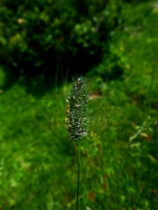 Phleum alpinum L., 1753