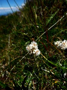 Antennaria dioica (L.) Gaertn., 1791