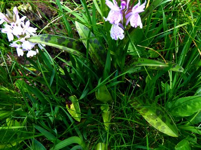 Dactylorhiza maculata (L.) Soó, 1962