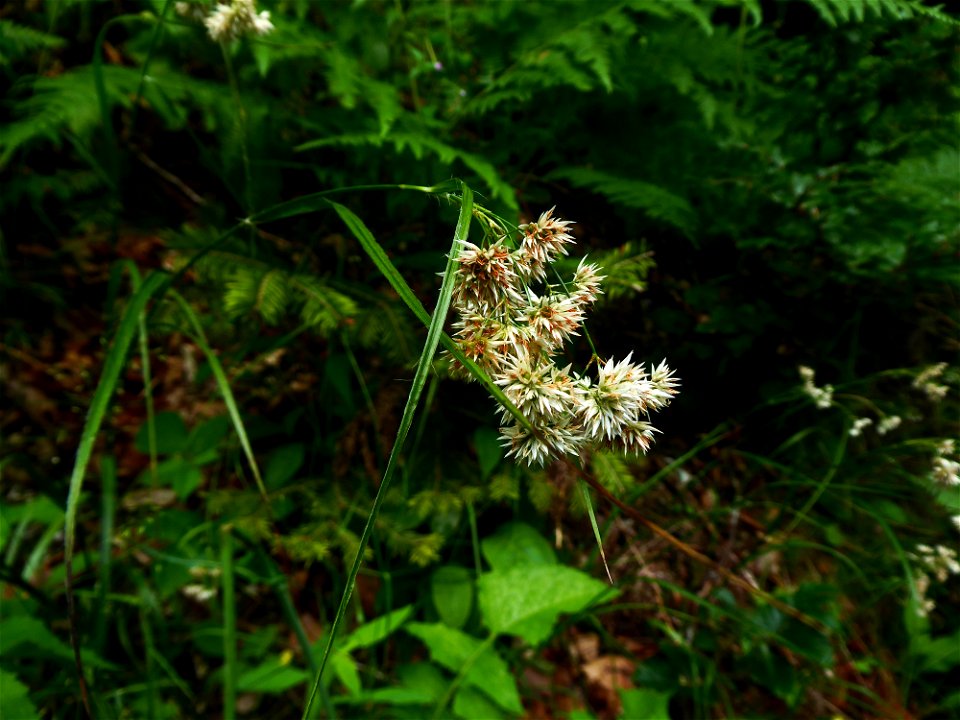 Luzula nivea (Nathh.) DC., 1805