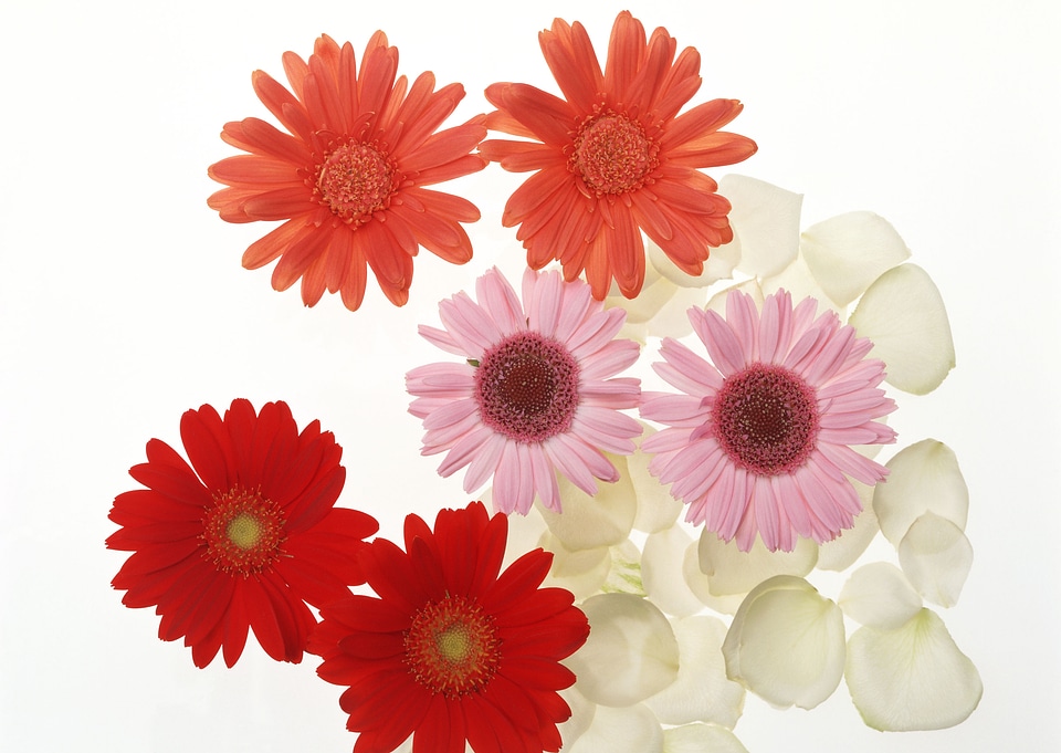 Spring flowers background on white