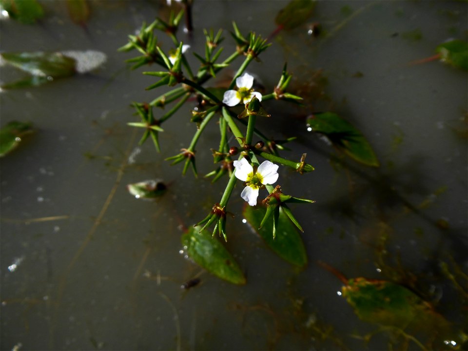 Damasonium alisma Mill., 1768