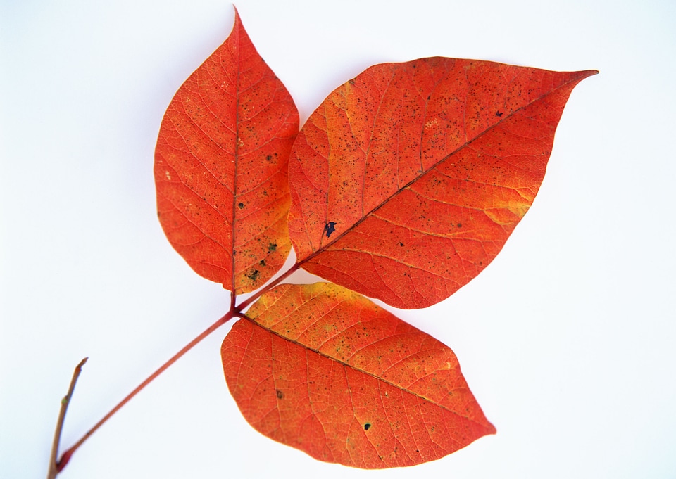 A bunch of fall leaves