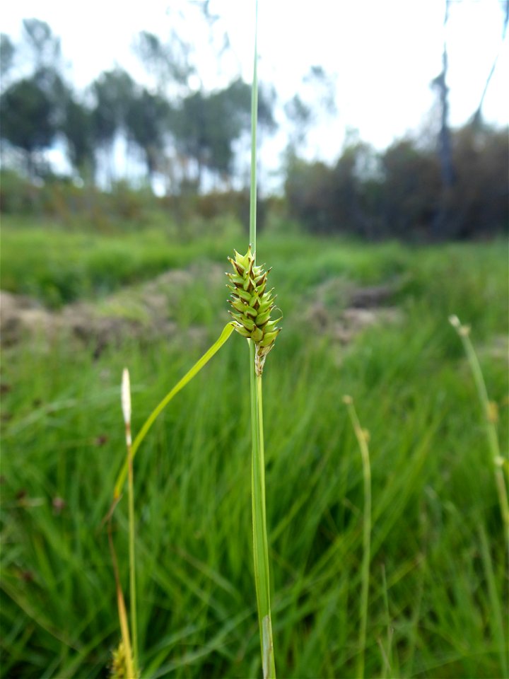 Carex hostiana DC., 1813