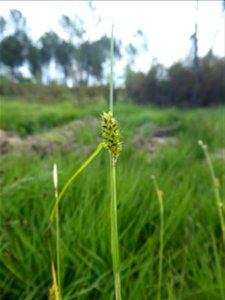 Carex hostiana DC., 1813