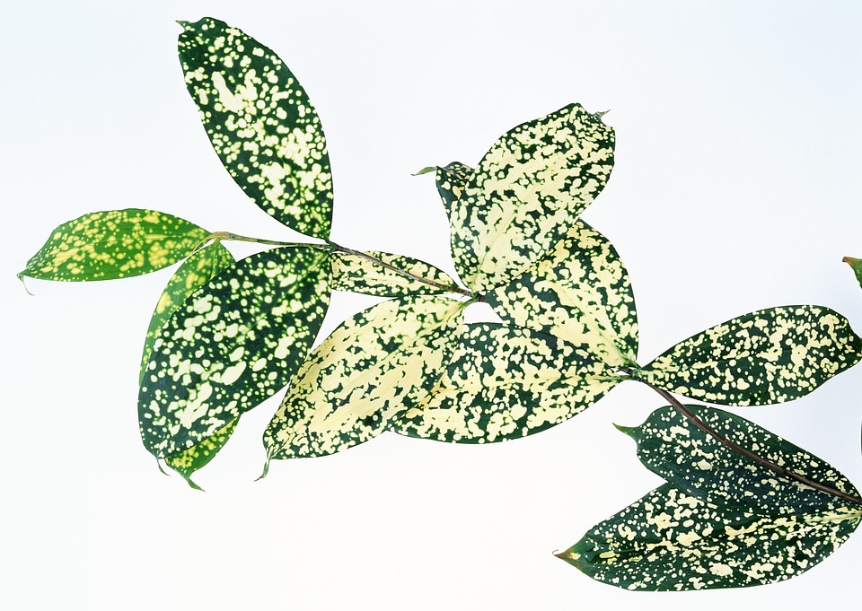 variegated aglaonema leaf