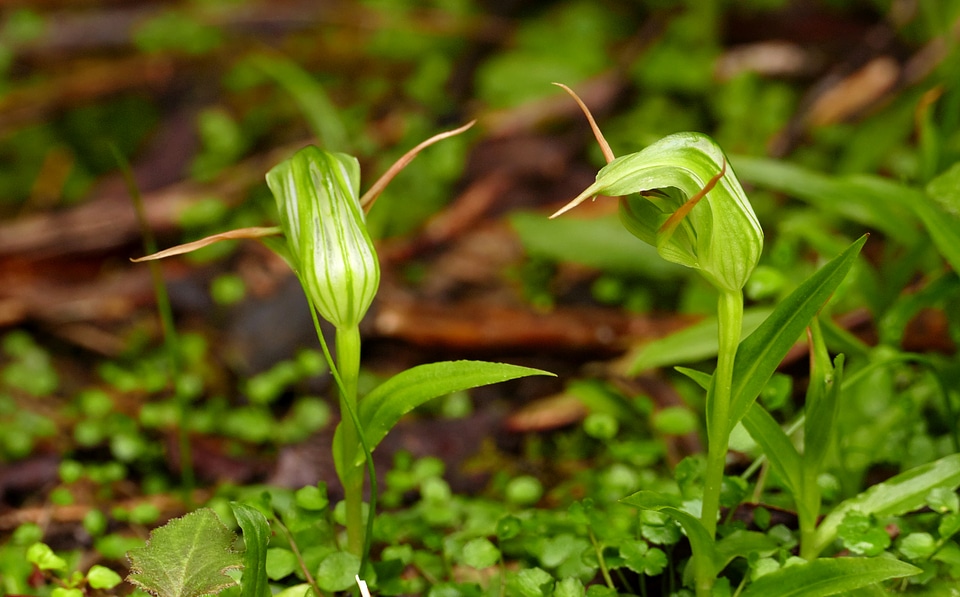 Greenhood Orchid growing on moss in forest