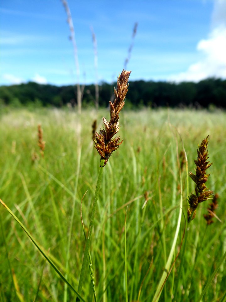 Carex disticha Huds., 1762