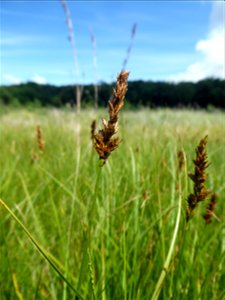 Carex disticha Huds., 1762