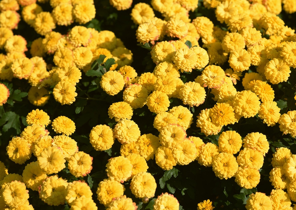 Yellow daisy flowers
