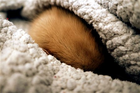 Bippo cozy in his blanket.