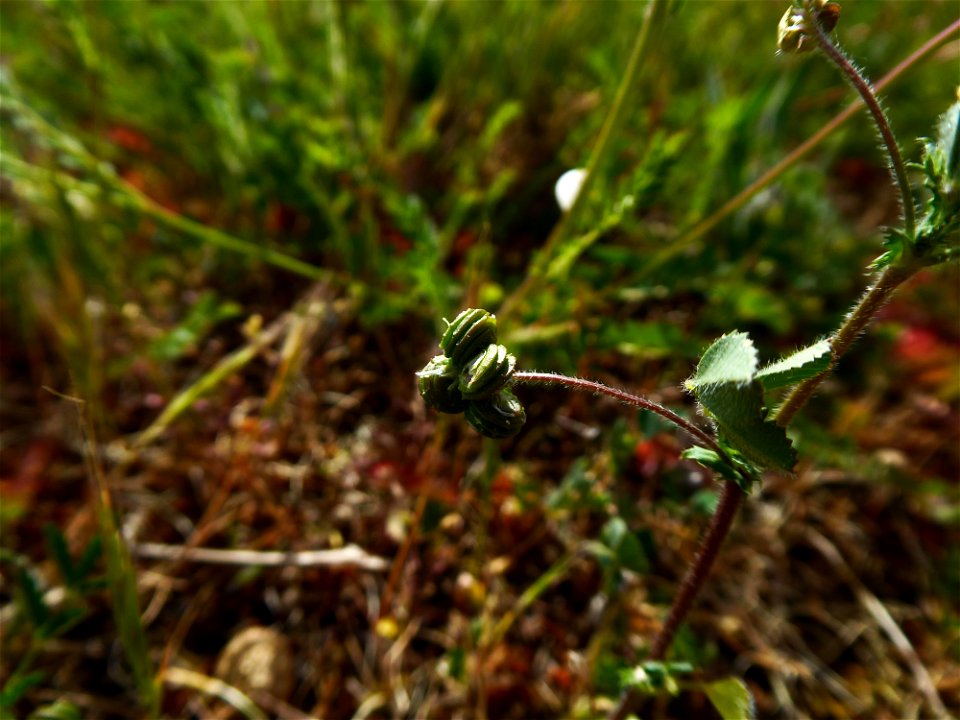 Medicago italica (Mill.) Fiori, 1921