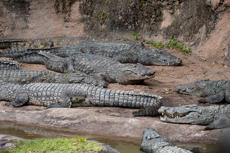 Group of ferocious crocodiles or alligators