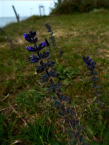 Salvia verbenaca L., 1753