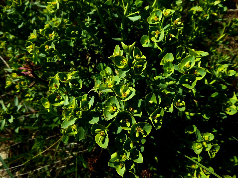 Euphorbia segetalis subsp. portlandica (L.) Litard., 1936